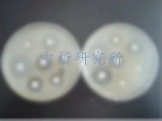 抑菌環(huán)試驗(yàn)