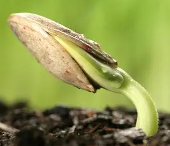 土壤硒檢測(cè)