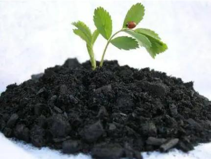 生物炭檢測