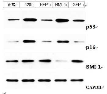 全功能免疫印跡(Western Blot)