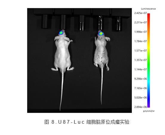 人腦膠質(zhì)瘤皮下成瘤模型