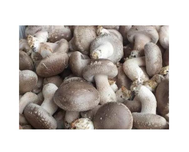 香菇檢測(cè)