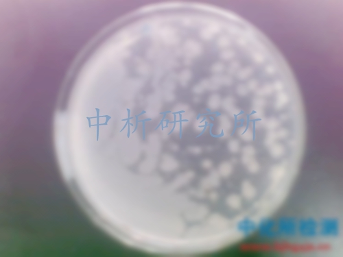 菌落總數(shù)