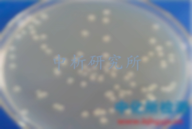 枯草芽孢桿菌檢測,枯草芽孢桿菌檢測機(jī)構(gòu),枯草芽孢桿菌第三方檢測