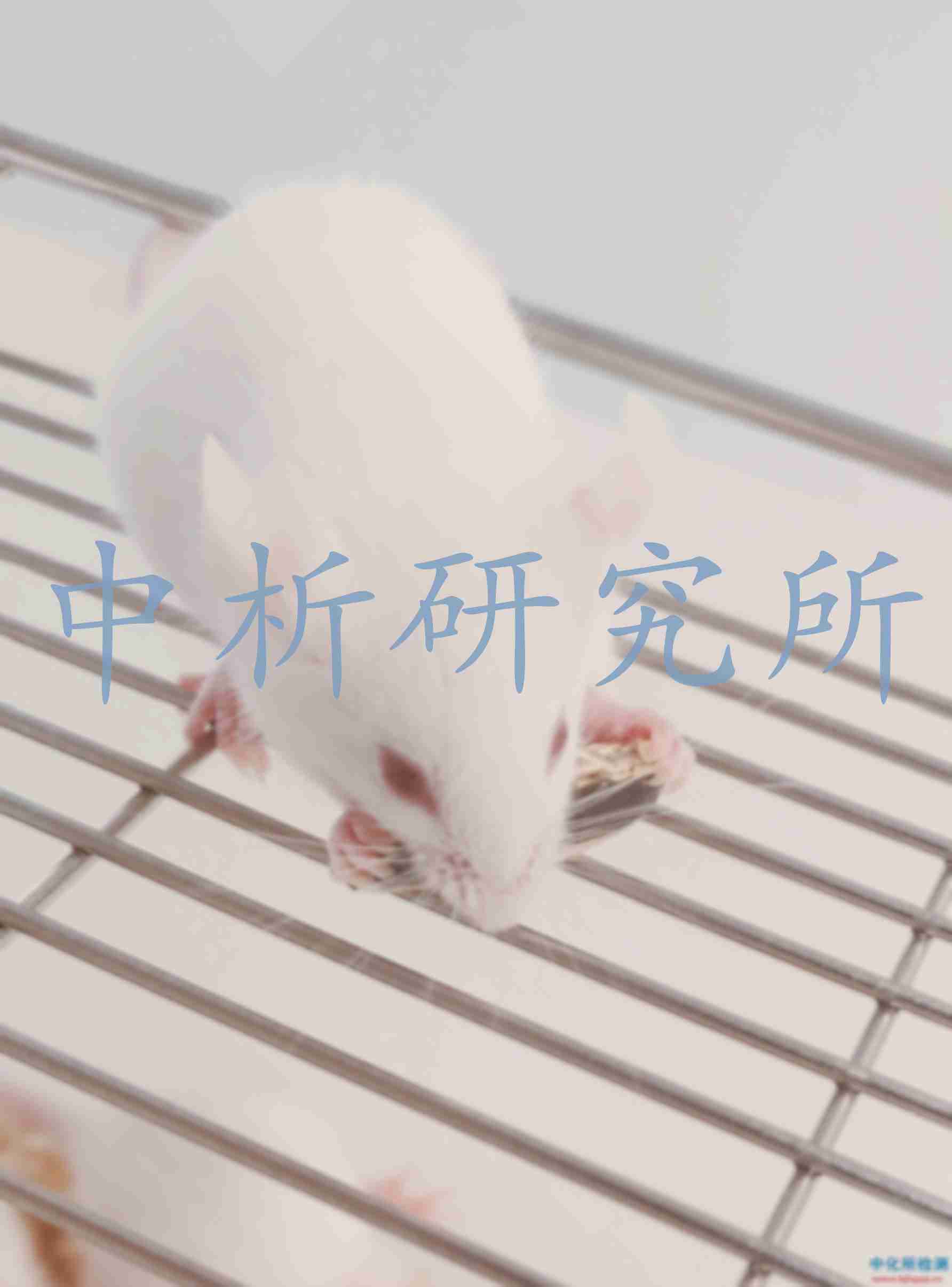 基因突變實(shí)驗(yàn)