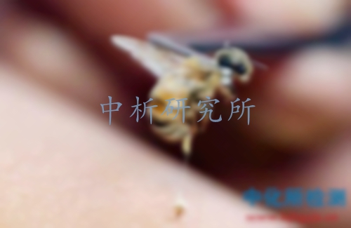 蜂毒檢測(cè)