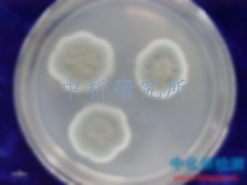 霉菌檢測(cè)
