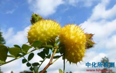 刺梨檢測