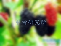 桑葚檢測(cè)