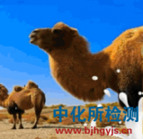 駝奶檢測(cè)