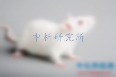 代做實(shí)驗(yàn)