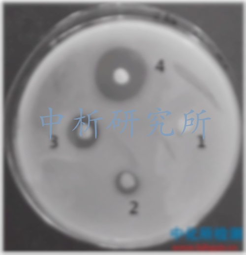 抗菌活性