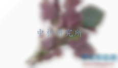 紫蘇檢測