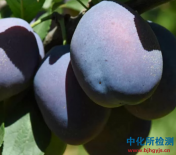 西梅檢測
