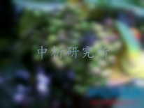 女貞子檢測