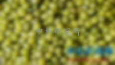 綠豆檢測