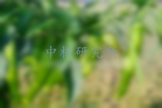 矮壯素檢測
