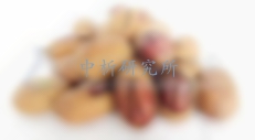 碧根果檢測