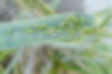 氧樂果檢測