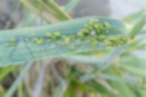 氧樂果檢測