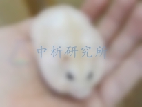 顯性致死試驗