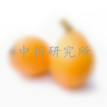 枇杷檢測