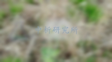 白頭翁檢測