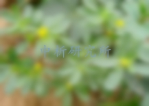 馬齒莧檢測