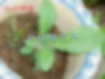 夏枯草檢測(cè)