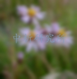 紫菀檢測