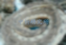 蘄蛇檢測