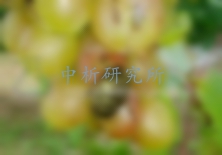 氯氰菊酯檢測