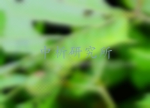 辛硫磷檢測