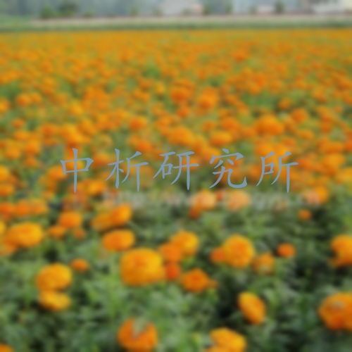 葉黃素檢測
