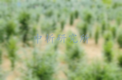 紅豆杉檢測(cè)
