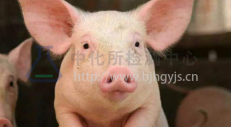 非洲豬瘟檢測