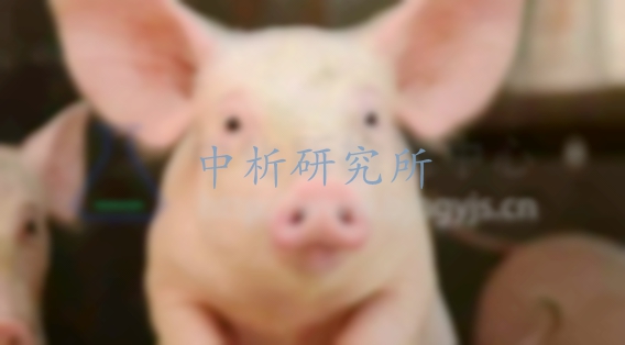 非洲豬瘟檢測