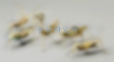 工藝品檢測(cè)