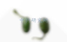 蛇膽檢測
