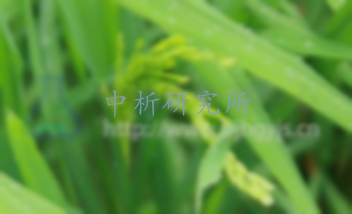 丙草胺檢測