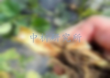 根系分泌物檢測