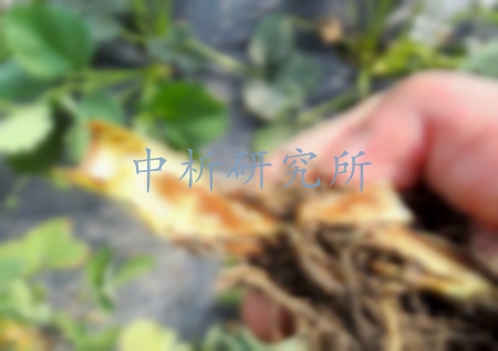 根系分泌物檢測