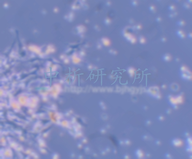 原代細(xì)胞分離