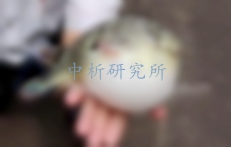 河豚毒素檢測