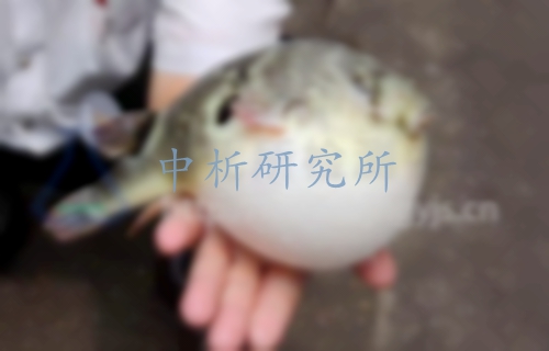 河豚毒素檢測