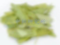 番瀉葉檢測