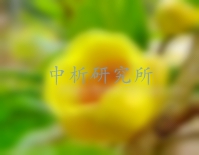 金花茶檢測,金花茶含量檢測