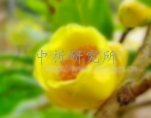 金花茶檢測