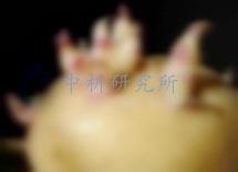 龍葵堿檢測,龍葵堿定性檢測