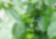 金錢柳檢測,金錢柳檢測報告
